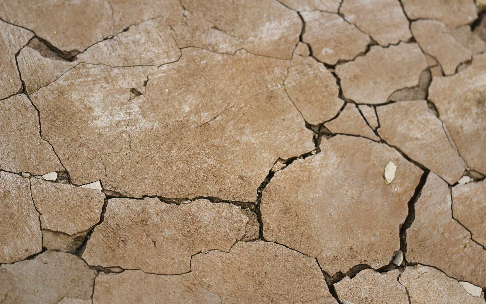 Close-up of dried mud forming a network of cracked, curling brown plates